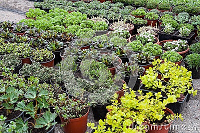 Nursery plants shop Stock Photo