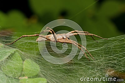Nursery Spider from the side Stock Photo