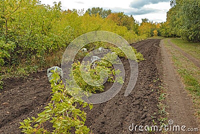 Nursery Trees Agricultural Center Think carefully about where you position your trees Stock Photo