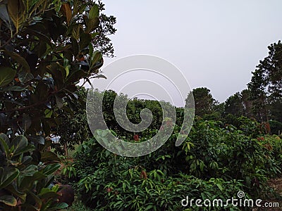 Nursery trees in Bodpur village Stock Photo