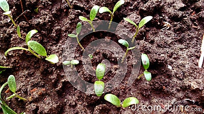 Nursery of vegetable plants Stock Photo