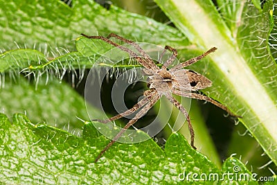 The nursery web spider / Pisaura mirabilis Stock Photo