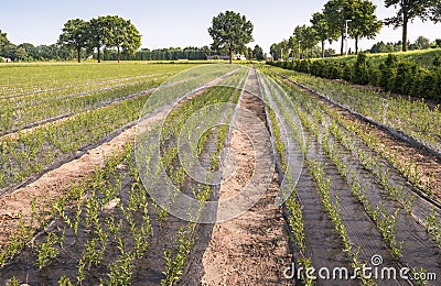 Nursery with young trees growing from cuttings Stock Photo