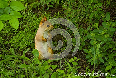Nursing mother squirrel in search of the kids Stock Photo