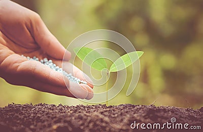 Nurturing baby plant with chemical fertilizer Stock Photo