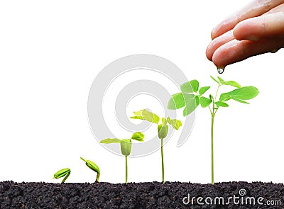 Nurturing young baby plants Stock Photo