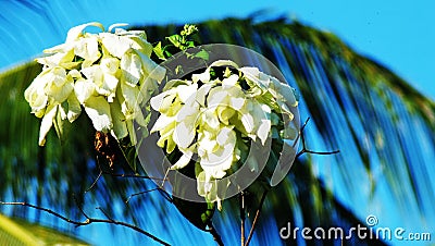 Nusa Indah Flower Stock Photo