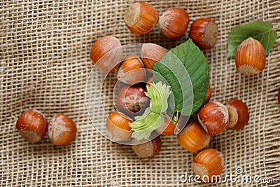 Nut abundance. Hazelnuts on burlap. Fresh harvest of hazelnuts. Farmed ripe hazelnuts. Stock Photo