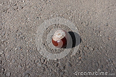 Nut-like seed of horse chestnut tree Stock Photo