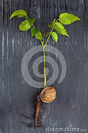 Nut sprout on a wooden background Stock Photo