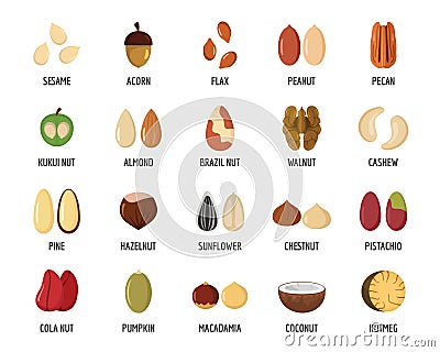 Nut types with signed names icons set, flat style Cartoon Illustration