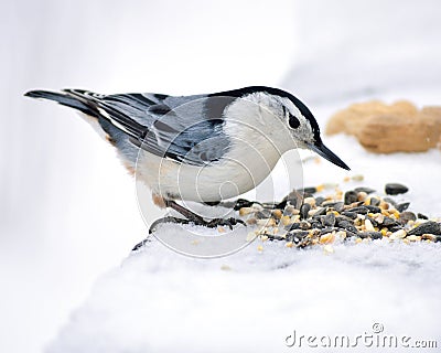 Nuthatch Stock Photo