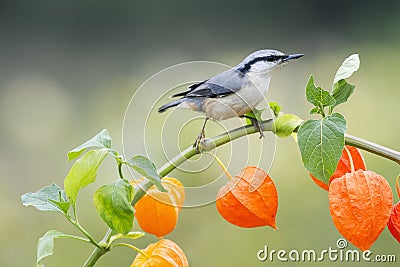 Nuthatch bird sitting on a beautiful branch of physalis Stock Photo