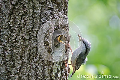Nuthatch bring caterpillar for feeding hungry nestling. Wild nature scene of spring forest life Stock Photo