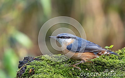 Nuthatch feeding on a log Stock Photo