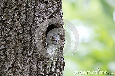 Nuthatch nestling peeking out of the oak hollow. Forest bird Sitta europaea or Eurasian nuthatch or Wood nuthatch on the nest Stock Photo