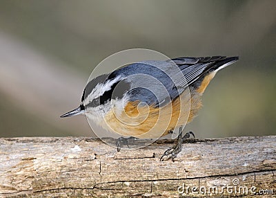 Nuthatch Red-breasted Bird Stock Photos. Nuthatch Red-breasted Nuthatch bird perched with bokeh background. Nuthatch picture. Stock Photo