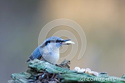 Nuthatch's Nut Stock Photo