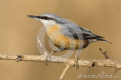 Nuthatch (Sitta europaea) Stock Photo