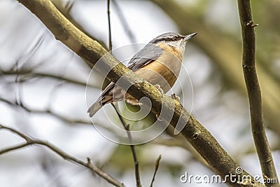 Nuthatch Sitta europaea Stock Photo