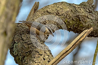 The nuthatches Sitta are a genus of songbirds Stock Photo