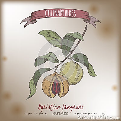 Nutmeg aka Myristica fragrans hand drawn color sketch. Vector Illustration