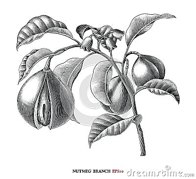 Nutmeg branch botanical drawing vintage style black and white clipart isolated on white background Vector Illustration