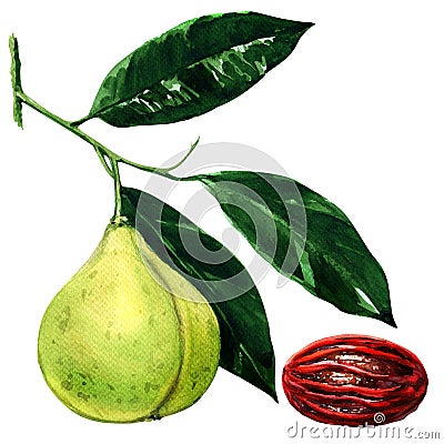 Nutmeg branch with leaves and seed , watercolor illustration Cartoon Illustration