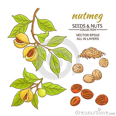 Nutmeg vector set Vector Illustration