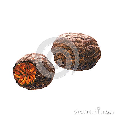 Nutmeg closeup, half and whole isolated, watercolor illustration on white Cartoon Illustration