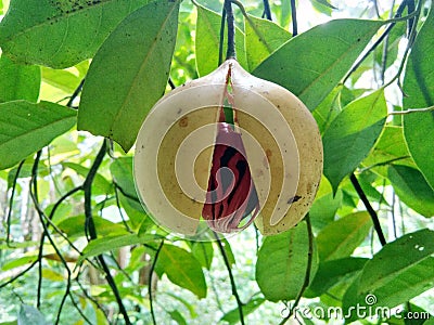 Nutmeg fruit Stock Photo