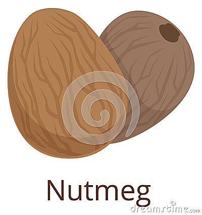 Nutmeg icon. Cartoon spice raw seed symbol Vector Illustration