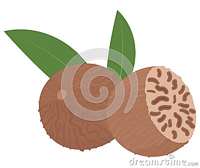 Nutmeg isolated on white. Whole and half Vector Illustration