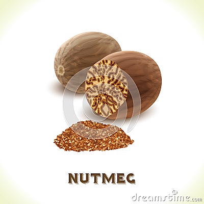 Nutmeg nut isolated on white Vector Illustration