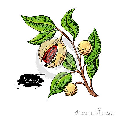 Nutmeg plant branch vector drawing. Botanical illustration. Vintage hand drawn spice sketch. Vector Illustration