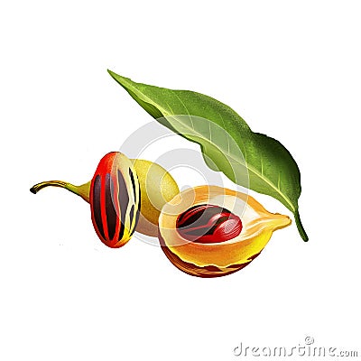 Nutmeg plant isolated on white. Ripe colorful red nutmeg fruit, seeds Kerala India. Spices known as pala and red mace. Herbs and Cartoon Illustration