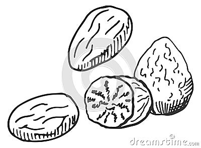 Nutmeg sketch. Hand drawn spice. Aroma ingredient Vector Illustration