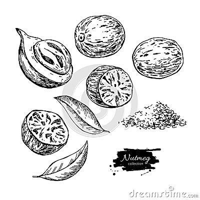 Nutmeg spice vector drawing. Ground seasoning nut sketch. Dried seeds and fresh mace fruits Vector Illustration