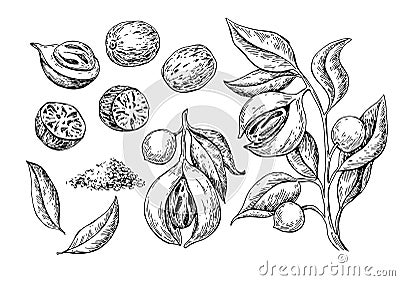 Nutmeg spice vector drawing. Ground seasoning nut sketch. Dried seeds and fresh mace fruits Herbal Vector Illustration