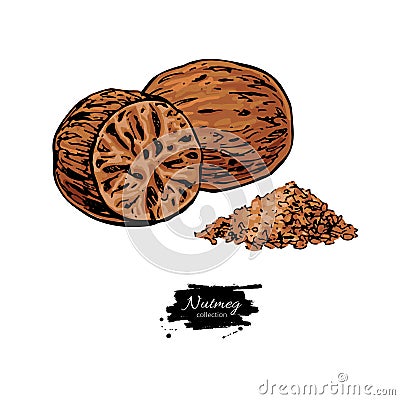 Nutmeg spice vector drawing. Ground seasoning nut sketch. Herbal ingredient, culinary and cooking flavor. Vector Illustration