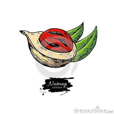 Nutmeg spice vector drawing. Mace fruit seasoning nut sketch. Herbal ingredient, culinary Vector Illustration