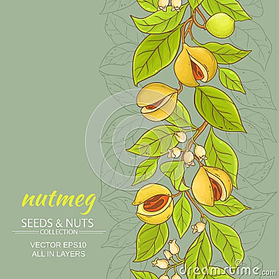 Nutmeg vector background Vector Illustration