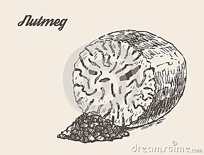 Nutmeg vintage vector illustration hand drawn Vector Illustration