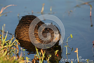 Nutria Stock Photo