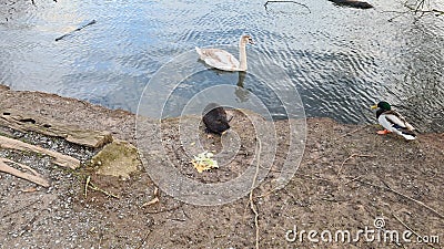 Nutria close up. Very funny coypu portrait. Singing nutria Stock Photo