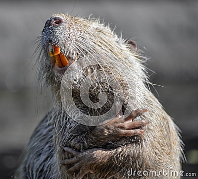 Nutria close up. Very funny coypu portrait. Singing nutria Stock Photo