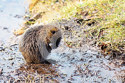Nutria, coypu herbivorous, semiaquatic rodent member of the family Myocastoridae on the riverbed, Stock Photo
