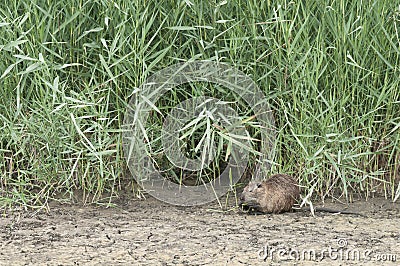 A nutria eating close to a reed Stock Photo