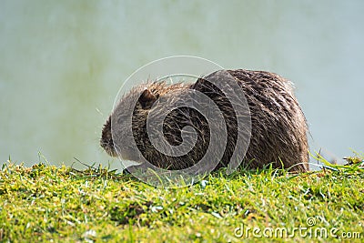 Nutria eating and enjoying the sun at riverbanks in Paris Stock Photo