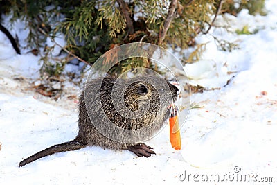 Nutria with gray long fur, otter, marsh beaver eat in the snow in farm the river. Water rat, muskrat sits in a winter park, zoo, Stock Photo